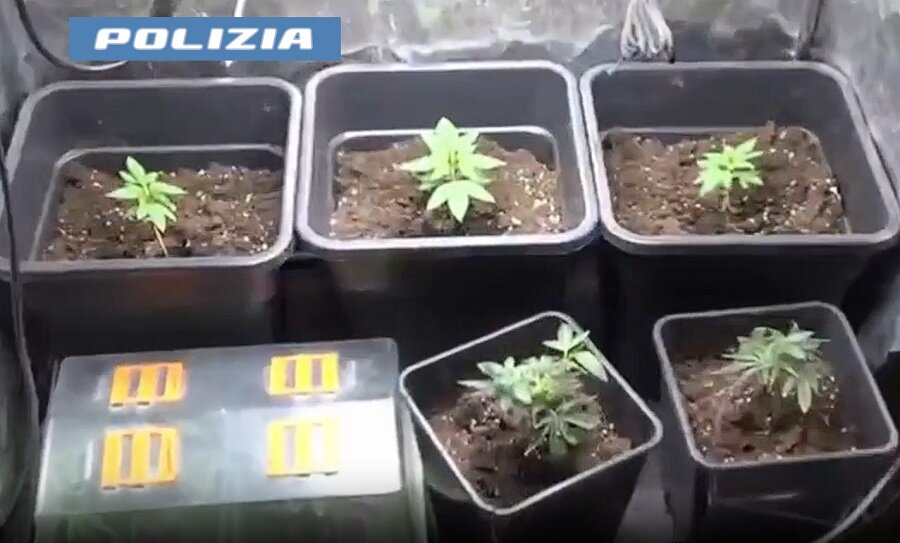 Marijuana coltivata indoor e laboratorio di documenti falsi
