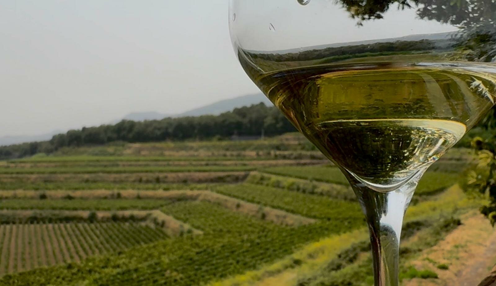 ViniMilo 46. Degustazioni, cene gourmet, incontri letterari ViniMilo 46. Degustazioni, cene gourmet, incontri letterari