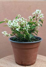 euphorbia-double-white