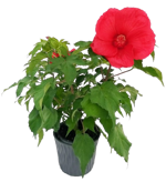 hibiscus-moscheutos