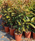 photinia-serratifolia-crunchy