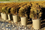 thuja-occidentalis-danica