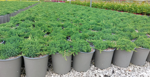 juniperus-procumbens-nana-procumbens