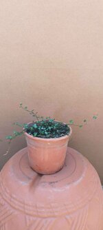 muehlenbechia-complexa