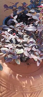 loropetalum-chinense-varrubra