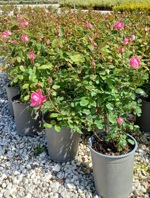 rosa-meilland-double-pink-knock-out