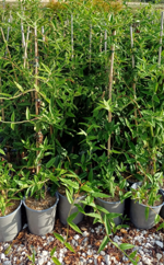 lonicera-caprifolium