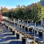 photinia-x-f-red-robin-nana-12-fusto