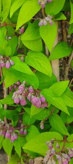 deutzia-tourbillon-rounge