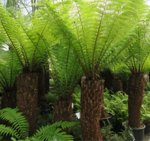 dicksonia-antarctica