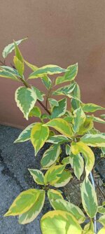 cornus-alba-gouchaultii