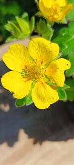 potentilla-fruticosa-goldfinger