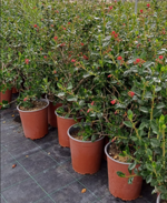 escallonia-rubra-macrantha