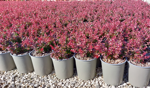 berberis-t-atropurpurea-nana
