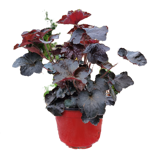 heuchera-amer-palace-purple