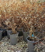 buddleia-d-nanho-blue