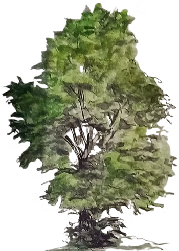 imgi_1_cae3d9_d79a04f018d44eb9ab1377f1a31d42fc~mv2.png