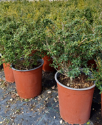 ilex-crenata-stokes