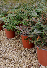 hypericum-henryi-hidcote