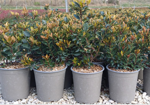 photinia-x-fraseri-chico