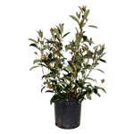 viburnum-odoratissimum-coppertop