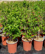 calycanthus-floridus