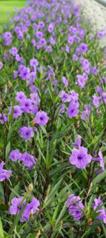 ruellia-brittoniana-purple-showers