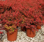 berberis-t-atropurpurea-admiration
