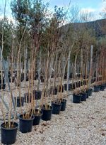 betula-alba-a-ceppaia