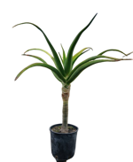 aloe-barberae