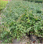 kolkwitzia-amabilis-pink-cloud