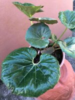 farfugium-japonicum-ligularia-tussilaginea