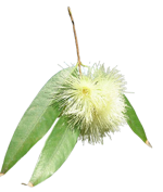 syzygium-jambos-melarosa
