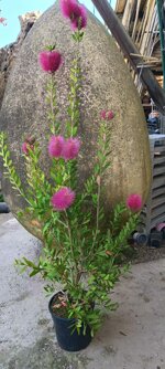 callistemon-viminalis-bright-pink
