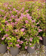 deutzia-x-hybrida-perle-rose