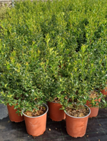 ilex-aquifolium-alaska