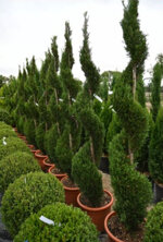 cupressocyparis-leylandii-spirale