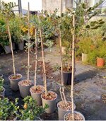 ceratonia-siliqua-carrubo