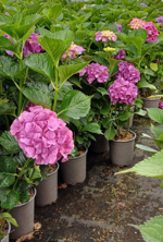 hydrangea-macrophylla-in-varieta