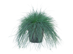 festuca-glauca