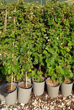 mora-con-canna-rubus-fruticosus