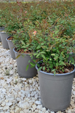 rosa-chinensis-mutabilis