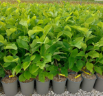 magnolia-x-brooklynensis-yellow-bird