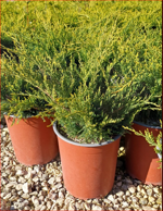 juniperus-x-media-pfitzeriana-old-gold