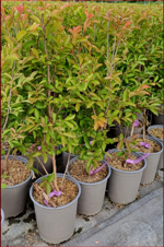 lagerstroemia-indica-muskogee-rosa