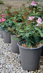 rosa-meilland-pink-knock-out