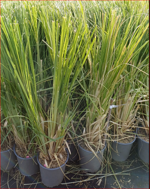 cortaderia-selloana-rendatleri-rosa