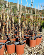 ampelopsis-tricuspidata-veitchii