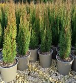 cupressus-sempervirens-totem-pole-vaso-19