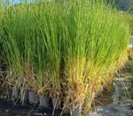 cortaderia-selloana-argentea